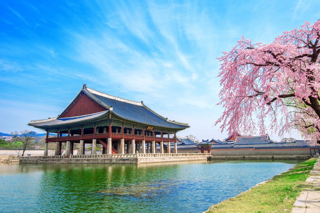 Gyeongbokgung Palace reflected in a greenish river with a blue sky and cherry blossoms in bloom, South Korea.