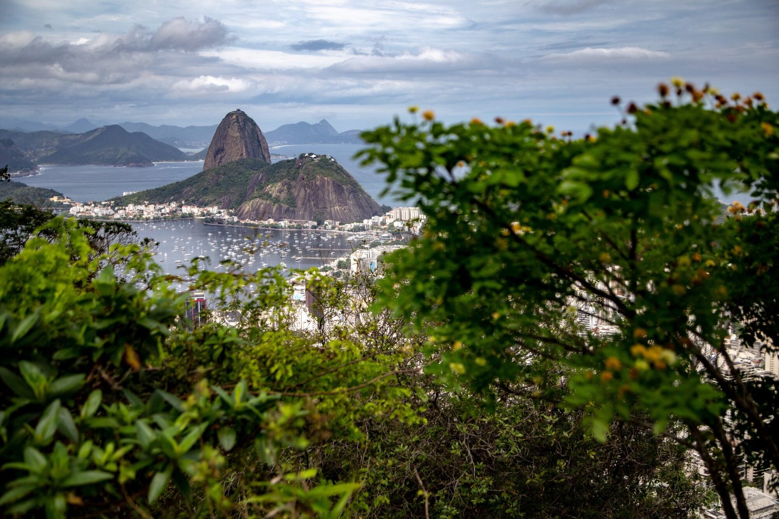 Photo taken through trees showing the Sugarloaf Mountain covered with vegetation in the background, surrounded by the sea and thousands of boats nearby. In the foreground, there are many buildings and houses spread across the area.